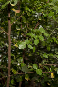 close up of soap bark tree growing at JIC 1