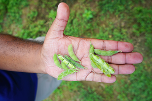 Soybeans under different conditions