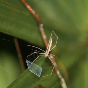 <i>Deinopsis spinosa</i> and its Web