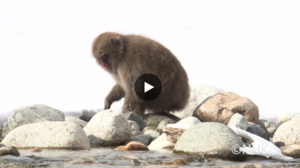 Fish-eating behavior of Japanese macaques (video)