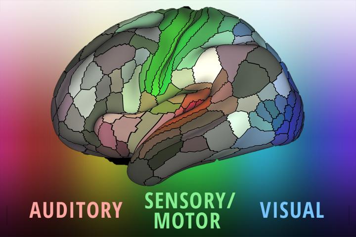 Map Provides Detailed Picture of How the Human Brain is Organized