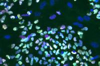 Naive Human Embryonic Stem Cells