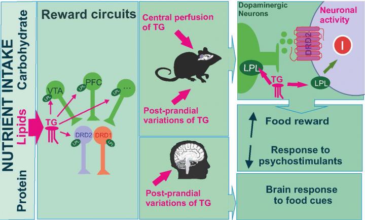 Triglycerides control neurons in the reward circuit