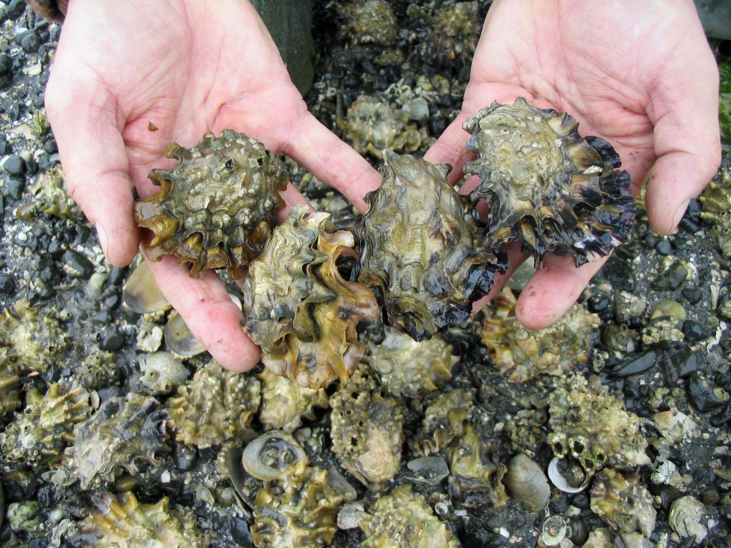 Oysters