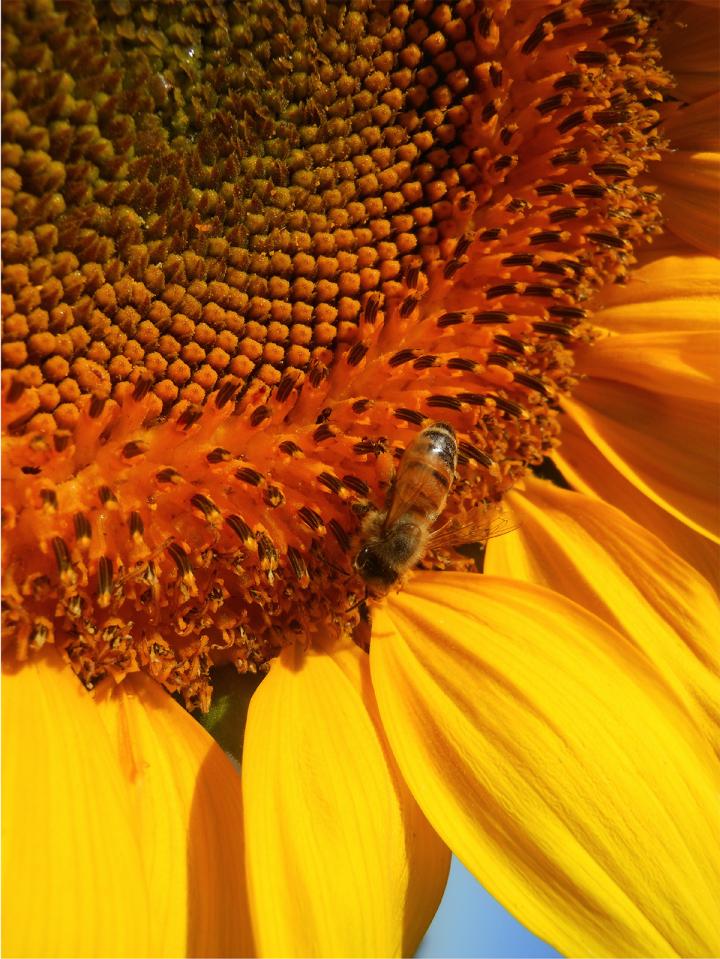 Sunflowers Look on the Bright Side - And Benefit From It (5 of 7)