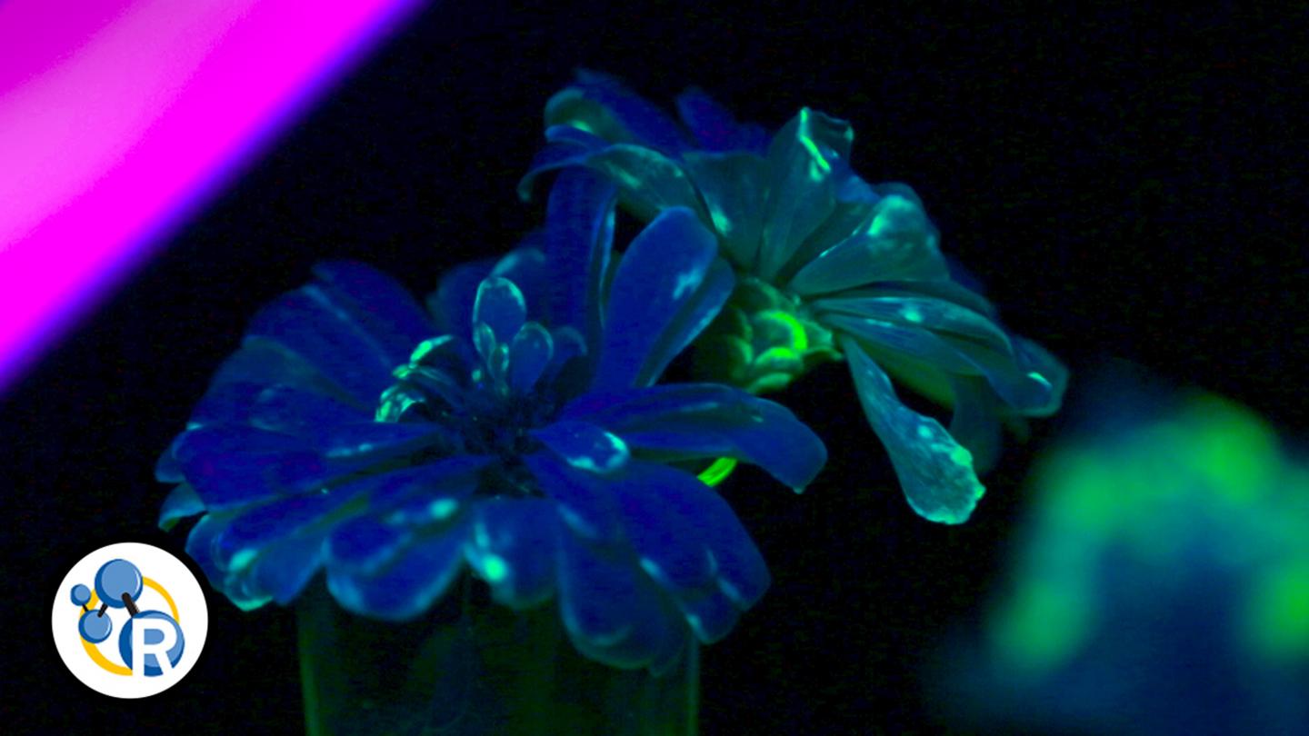How to Grow a Glowing Flower: the Chemistry of Fluorescence (Video)