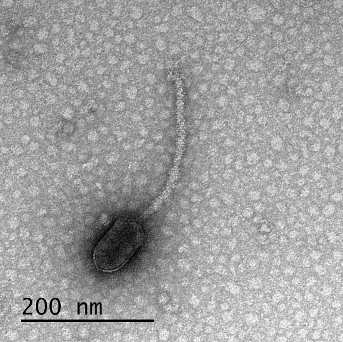 Delta phage