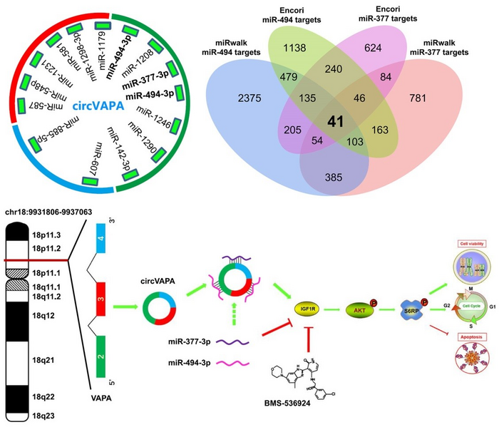 Novel Functions of CircRNA Found in Small Cell Lung Cancer