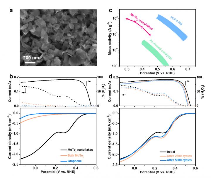 SEM Image