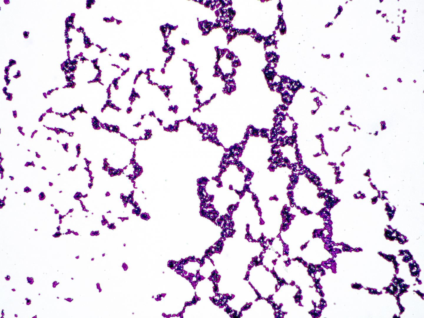 <i>Staphylococcus</i> on Skin