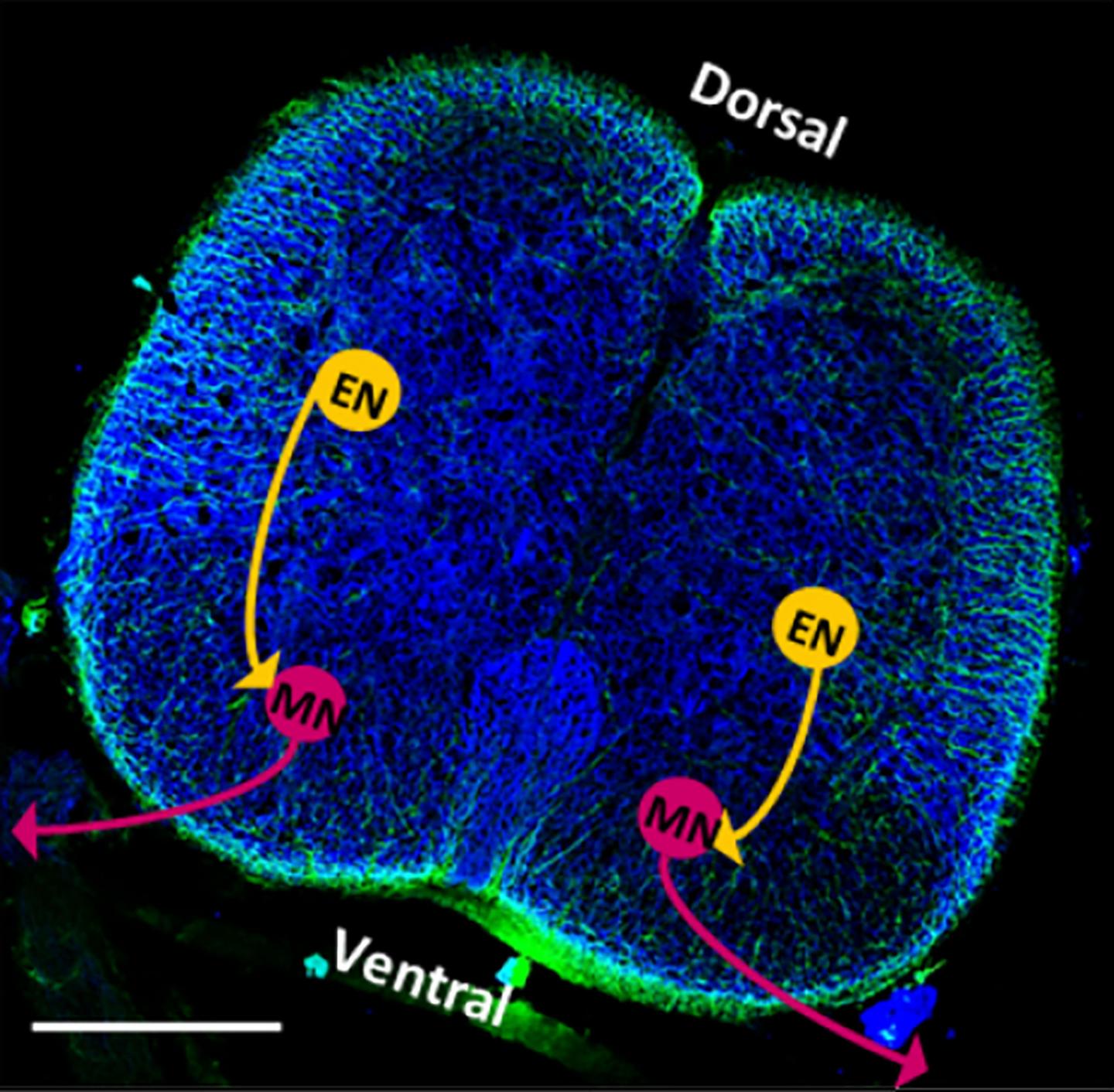 A Cross-Section of a Rat's Spinal Cord