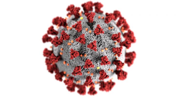 Coronavirus Structure