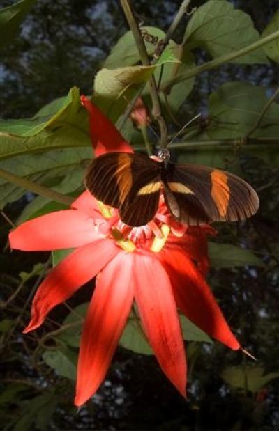 <I>Heliconius spp.</I> on <I>Passiflora viticola</I>