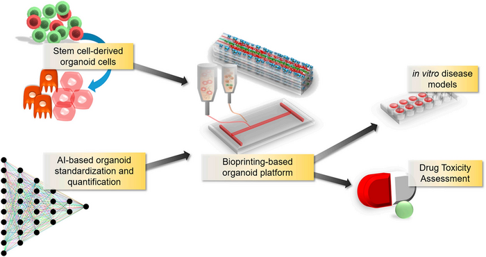 Schematic illustration of organoid bioprinting with artificial intelligence