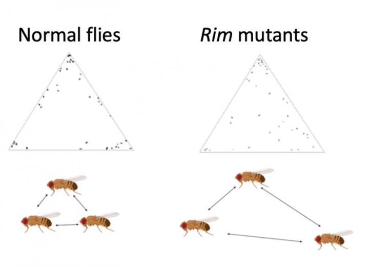 Fruit flies social distance