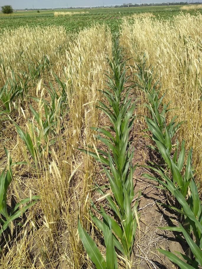 Cover Crop in Corn