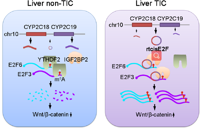 The molecular mechanism of rtcisE2F.