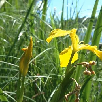 Flag leaves could help top off photosynthetic performance in rice