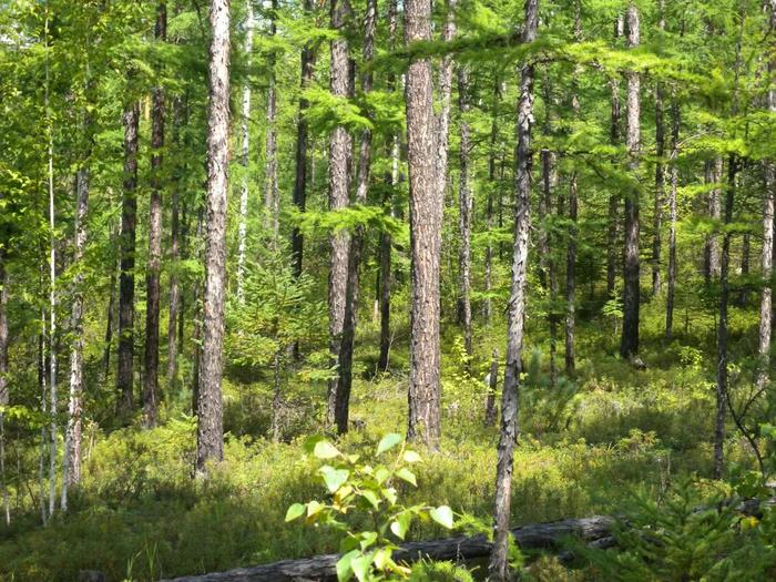 Boreal Forest in Daxing'an Mountains, China