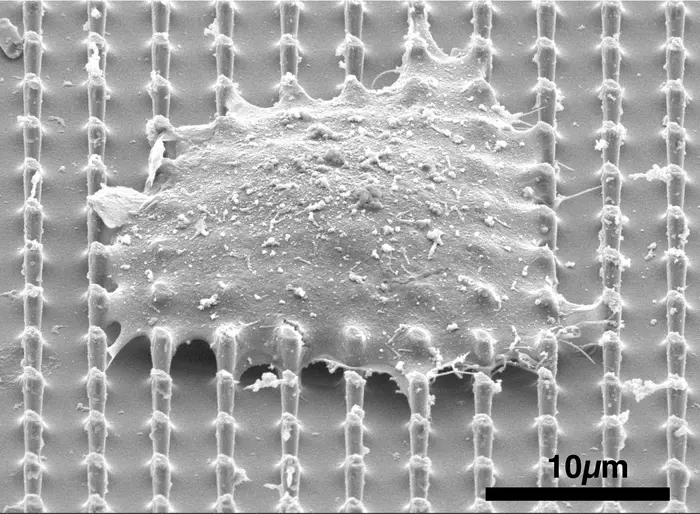 Nanopillar cell SEM