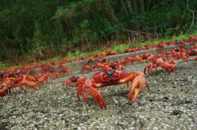 Crab March