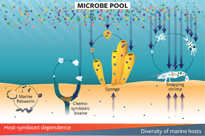 More research needed into microbes that live in and on sea creatures