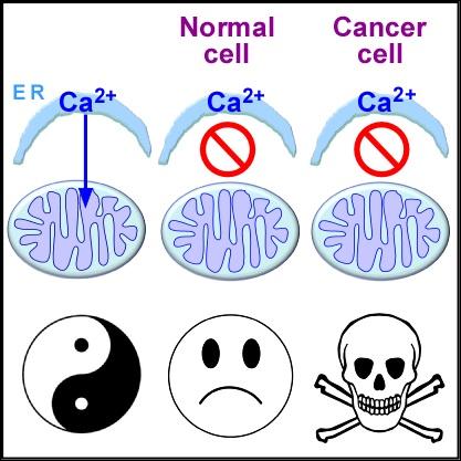 The Many Faces of Calcium and Cancer
