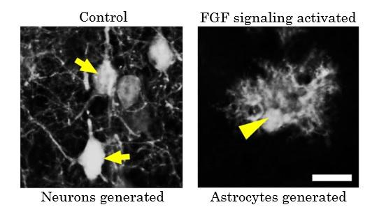 Figure 2: FGF Signaling Activation Affects the Number of Cells Generated from Neural Stem Cells.