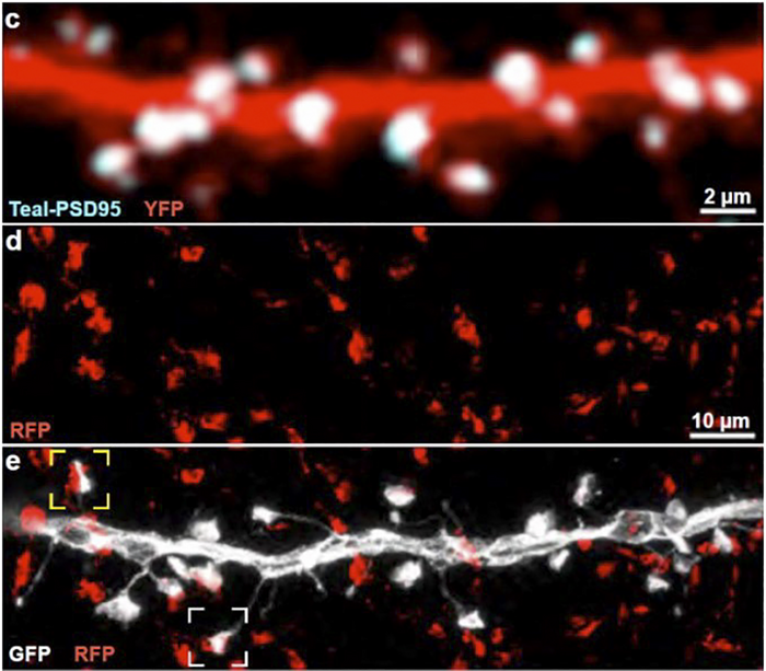 Synapses on a dendrite