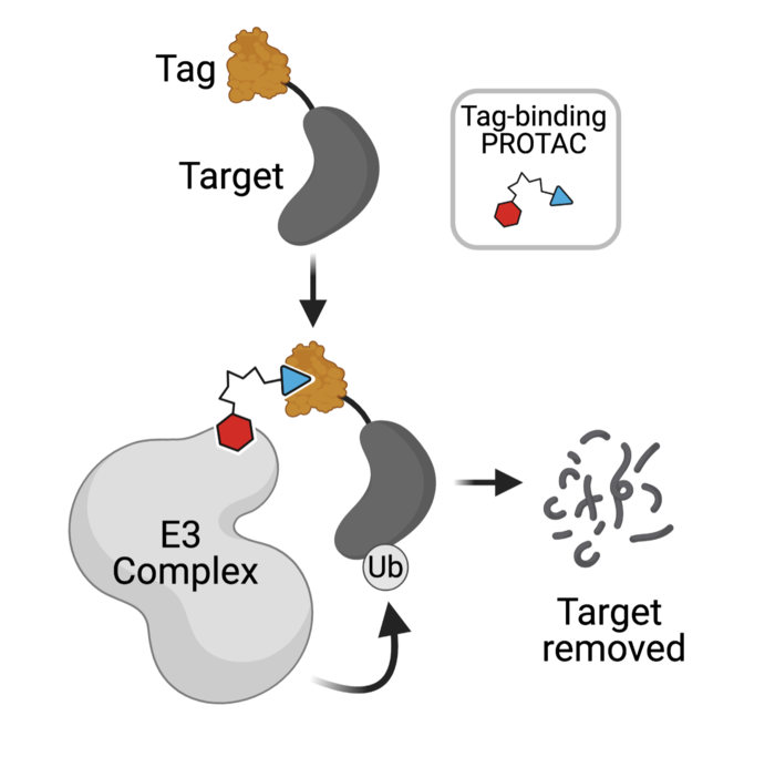 PROTAC diagram