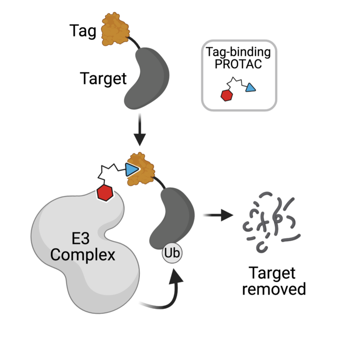 PROTAC Diagram IMAGE EurekAlert Science News Releases