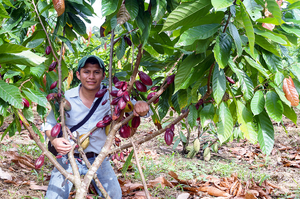 Illinois research reveals cadmium's route into chocolate