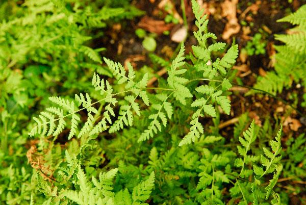 Recently Formed Intergeneric Hybrid Fern Discovered In French Pyrenees