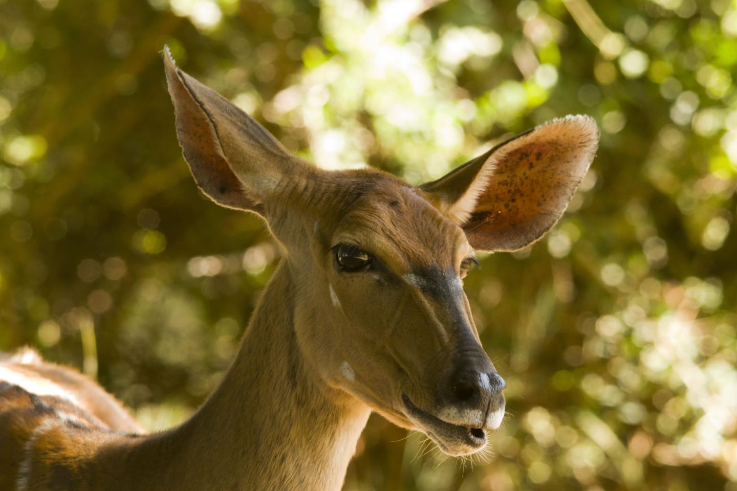 Hunting By Humans Significantly Reduces Bird and Mammal Populations (6 of 12)