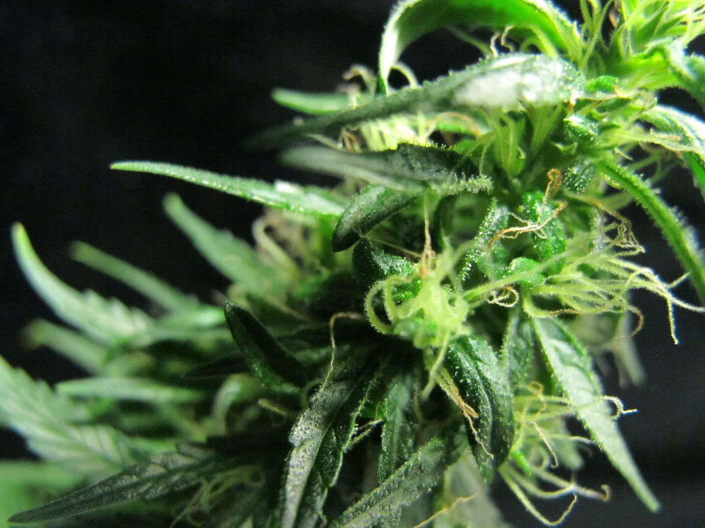 Finola with Frostlike Trichomes