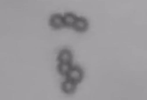 Drexel University Microswimmer Robots (3 of 3)