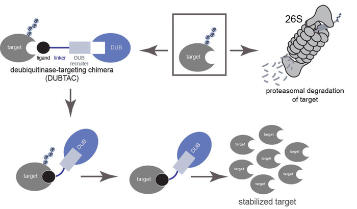 Illustration of DUBTAC targeting