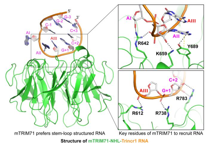 Structure of mammalian TRIM71-RNA complex.