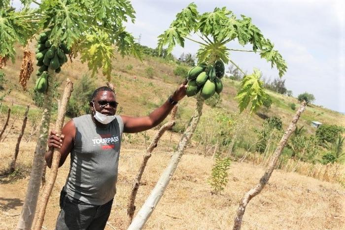 Teacher and pawpaw farmer Wilfred Mutondi with his infested pawpaw fruits (Credit: CABI).