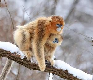 Golden snub nose monkeys