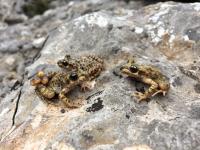 Mallorcan Midwife Toad (2 of 3)