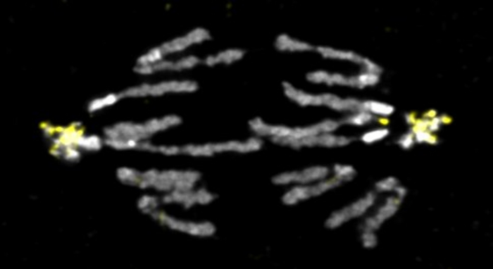 Chromosomes in anaphase