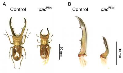 Effect of <i>dachshund</i> Gene Knockdown on Adult Phenotypes