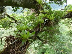 Epiphytes, amazing plants like moss and brome - Vimarsana News