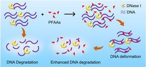 Graphical abstract.