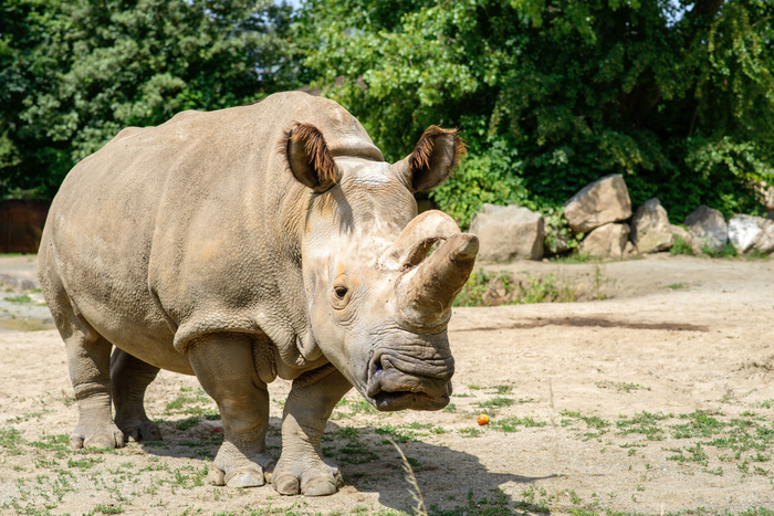 Northern White Rhino Nabire at Safari Park Dvur Kralove