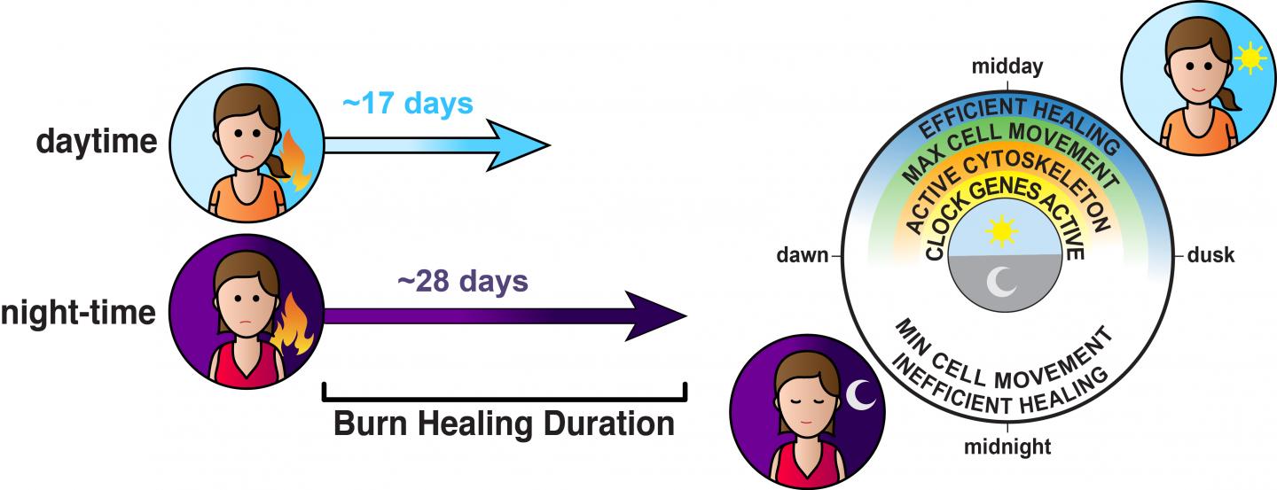 wound-healing-guided-by-cellular-clock-7-of-eurekalert