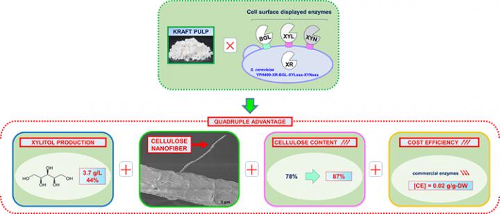 Making Xylitol and Cellulose Nanofibers from Paper Paste (1 of 2)