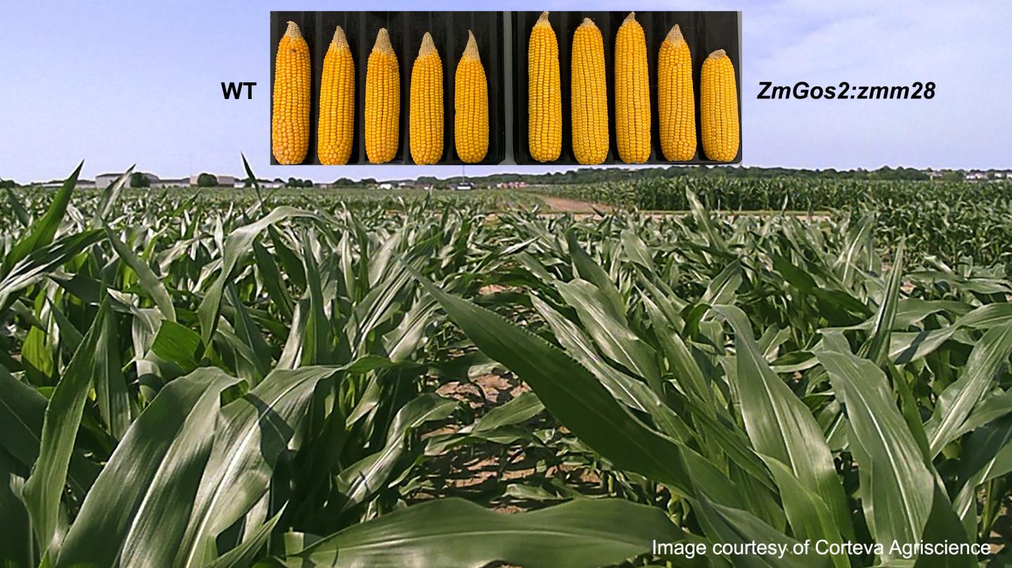 Wild Type Control and Transgenic Hybrid Maize