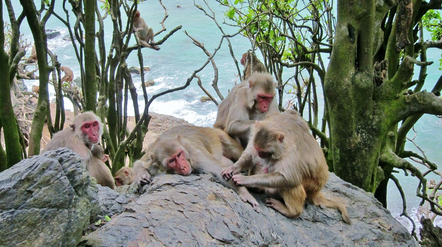 Macaques Grooming